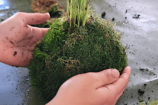Atelier Kokedama parent/enfant à Nantes (44)