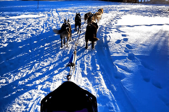 Baptême de chiens de traîneau à Camurac (11)