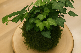 Atelier Kokedama à Wasquehal (59)