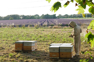 Atelier initiation à l'apiculture à Aix-en-Provence
