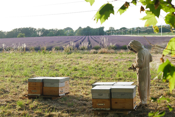 Atelier initiation à l'apiculture à Aix-en-Provence