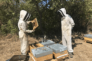Atelier initiation à l'apiculture à Aix-en-Provence