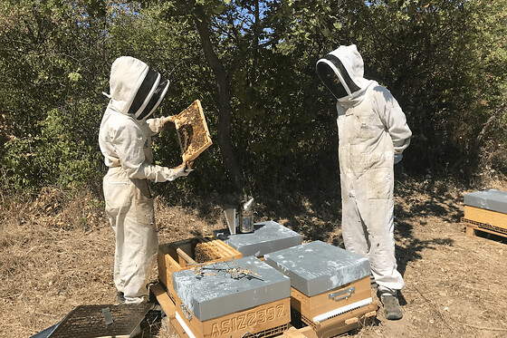 Atelier initiation à l'apiculture à Aix-en-Provence
