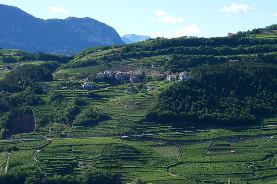 Cembrani D.O.C. SCARL - photo 2