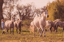Lait de Jument de Camargue