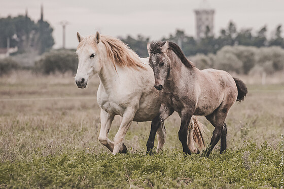 Lait de Jument de Camargue - photo 3