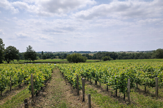 Domaine Baudon - photo 5