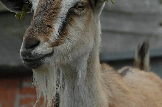 de Bonte Belevenis - photo 4