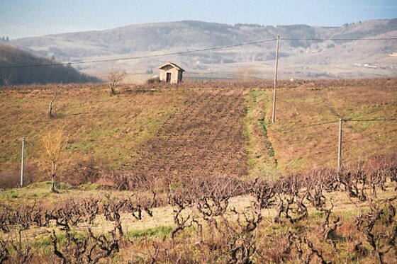Domaine des Jeunes Pousses - photo 2