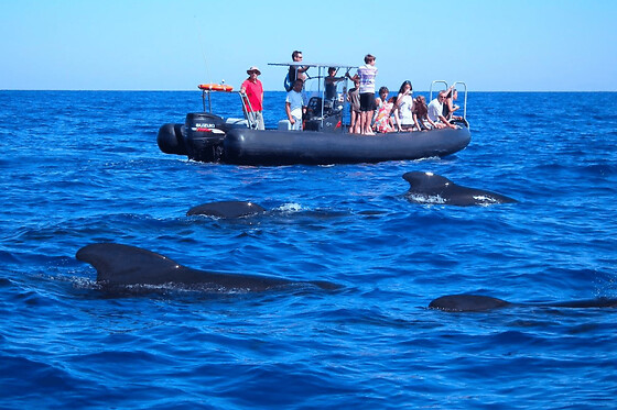 Observation de dauphins et baleines en bateau depuis Les Lecques