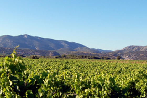 Domaine Virgile Joly / Chambre d'hôtes Mimosa - photo 10