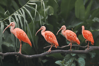 Billet pour le Zoo de Martinique (97)