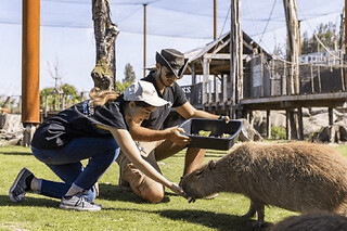 Soigneur d'un jour au parc Parrot World - Adulte