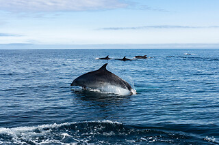 Balade en bateau et location de paddle - Oceanboat64 - Saint-Jean-de-Luz (64)