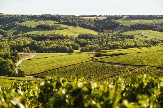 Une dégustation mystère pour deux au domaine Champagne Chassenay d’Arce à Ville-sur-Arce (10)
