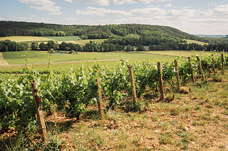 Une dégustation mystère pour deux au domaine Champagne Chassenay d’Arce à Ville-sur-Arce (10)