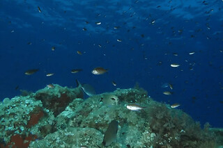 Snorkeling à Calcatoggio (20)