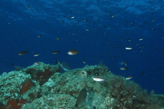 Snorkeling à Calcatoggio (20)