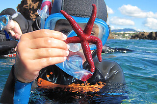 Excursion Snorkeling au large de Fréjus (83)