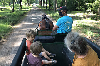 Balade en calèche à la Bergerie Nationale de Rambouillet