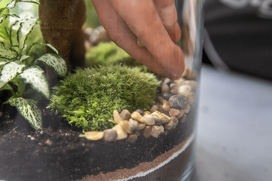 Atelier terrarium parent/enfant à Paris 11ème