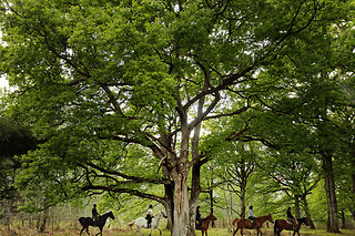 Balade à cheval en forêt dans les Yvelines (78)