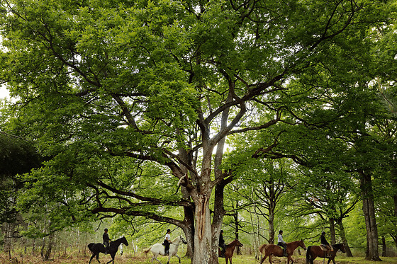 Balade à cheval en forêt dans les Yvelines (78)