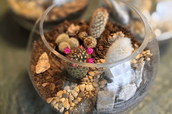 Atelier Terrarium cactus à Paris 20ème