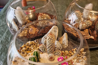 Atelier Terrarium cactus à Paris 20ème