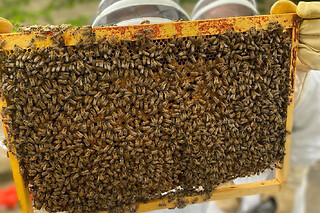 Stage 1/2 journée Apiculture à Mouriès (13)