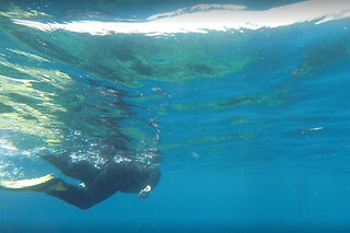 Snorkeling à Ajaccio (20)