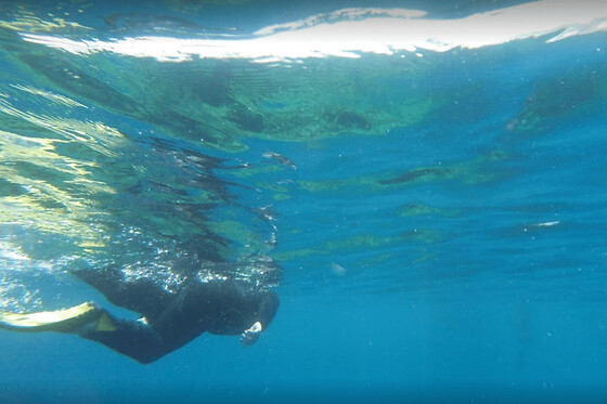 Snorkeling à Ajaccio (20)