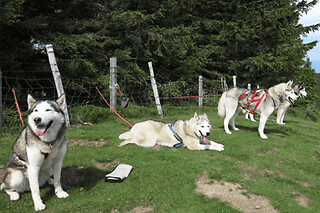 Cani-rando près de Sancy (63)