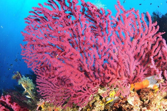 Snorkeling à Calvi (20)