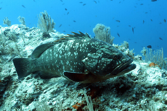 Snorkeling à Cerbère (66)
