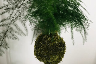 Atelier Kokedama à Pontoise (95)