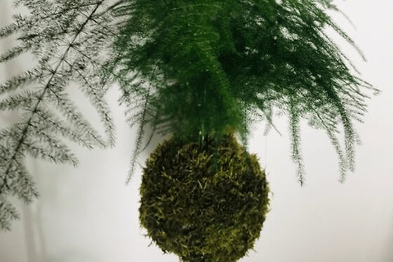 Atelier Kokedama à Pontoise (95)