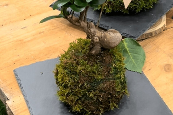 Atelier Kokedama à Pontoise (95)