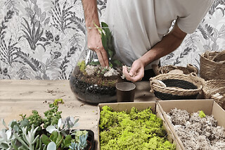 Atelier terrarium à Wasquehal (59)