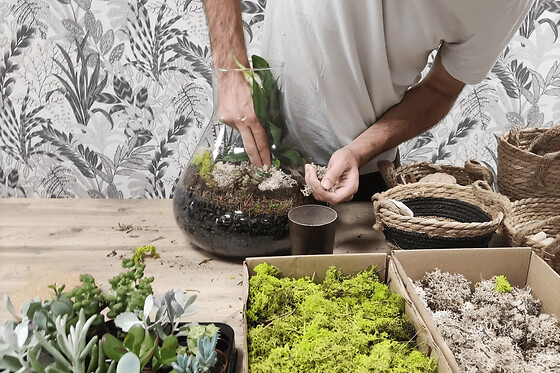 Atelier terrarium à Wasquehal (59)