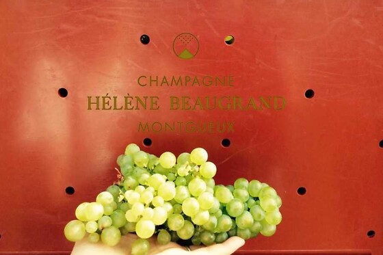 Champagne Hélène Beaugrand - photo 3