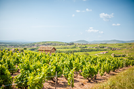 Domaine Steeve Charvet - photo 4