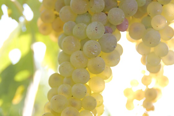 Domaine Raymond Bossis - photo 4