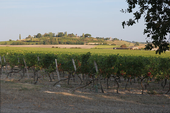 Domaine Raymond Bossis - photo 6