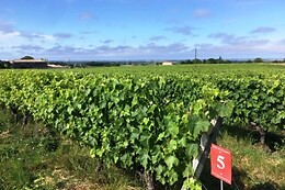 Domaine Raymond Bossis