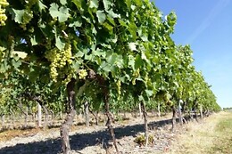 Domaine Raymond Bossis