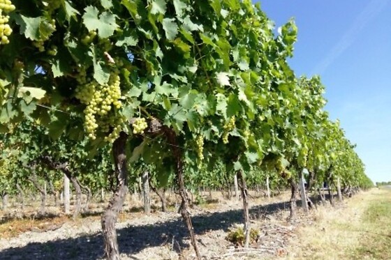 Domaine Raymond Bossis - photo 7