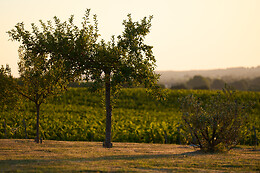 Domaine du Bédat