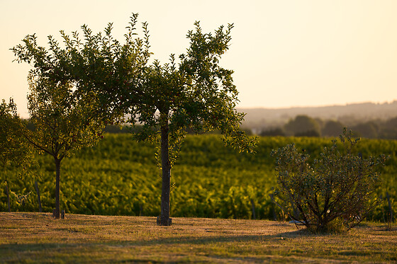 Domaine du Bédat - photo 0
