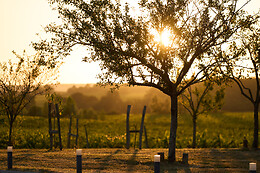 Domaine du Bédat